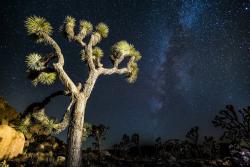 Logo - Stargazing Joshua Tree