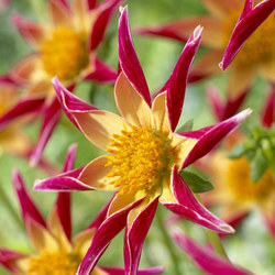 Logo - Shaw Green Dahlias