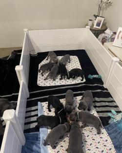 Logo - English Staffordshire Bull Terrier Breeders