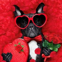 Logo - Master Quality Grooming