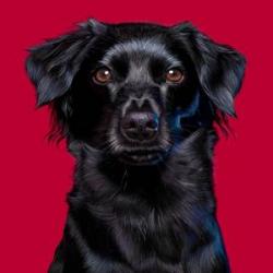 Logo - Best-Pets.shop