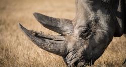 Logo - Tanzagarden Gamers Safari